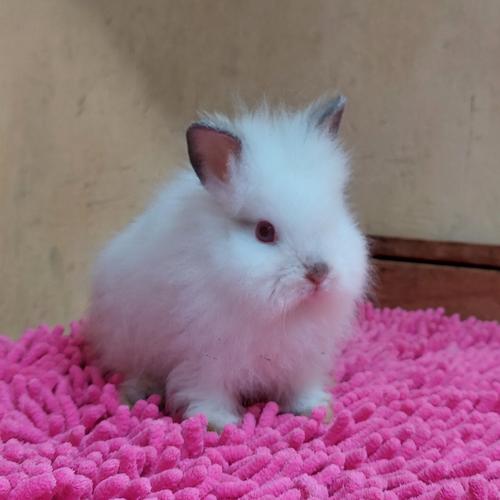 Kisaran Harga Kelinci Lion Head di Pasaran