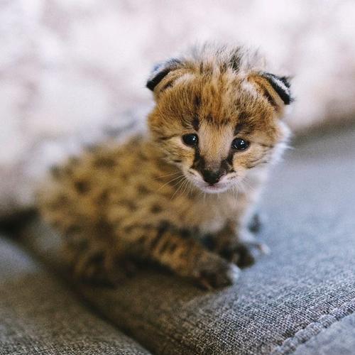 Jual Kucing Serval Kitten 3Month (Indukan Import) Jakarta Timur