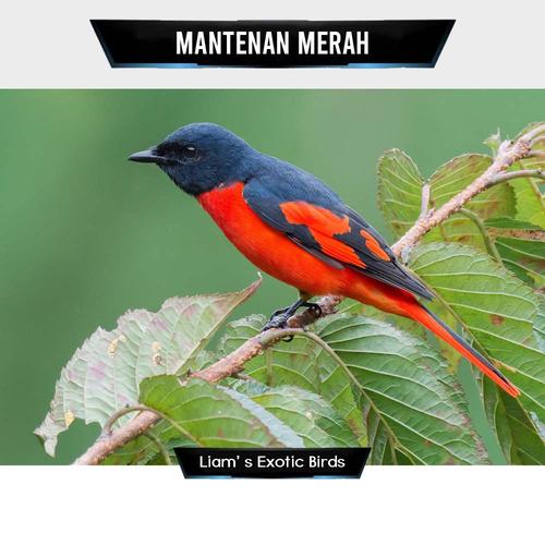 Jual Burung Mantenan Merah Merah Pilihan - Betina - Jakarta Timur - Liam' s Exotic Birds | Tokopedia