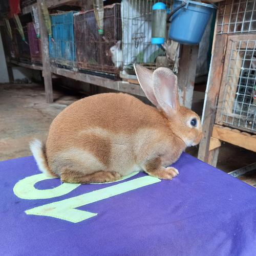 Apa Itu Kelinci Bulu Karpet?