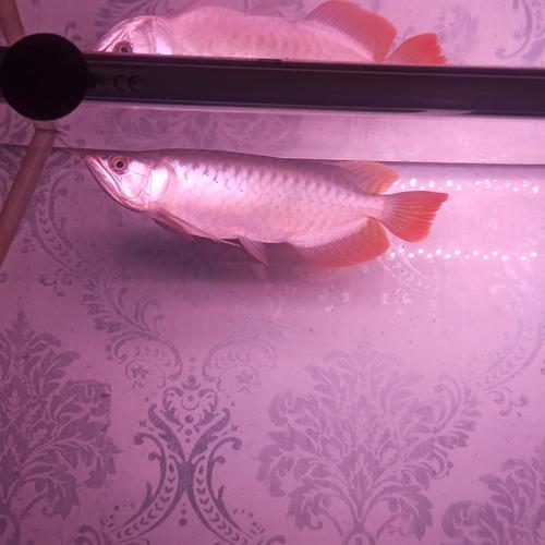 Jual ikan arwana super red 30cm - Jakarta Selatan - sick fishkeepers
