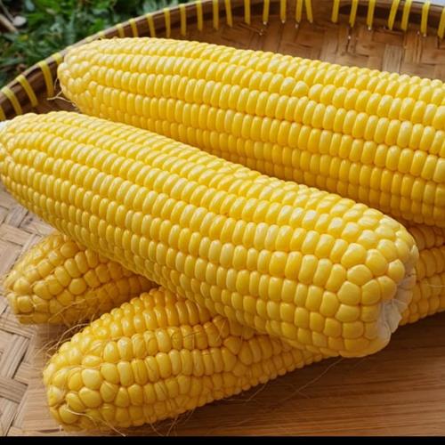 Cara Budidaya Jagung Manis Organik Cara Budidaya Jagung Manis Organik