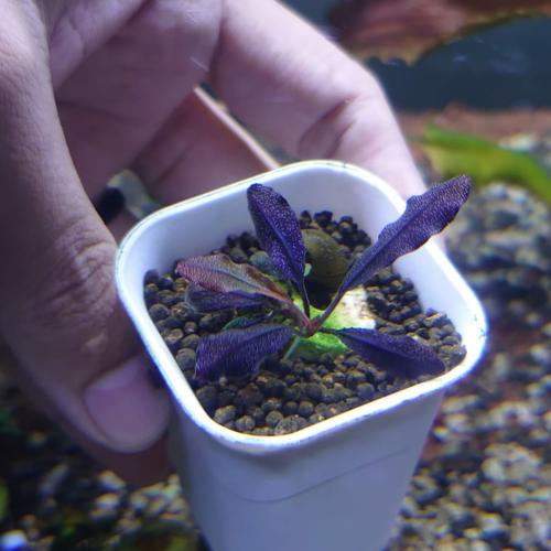 Bucephalandra sp. 