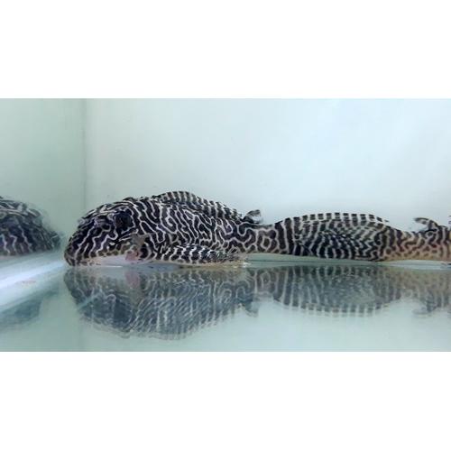 jual-pleco-l333-4-jakarta-barat-the-fin-s-tokopedia