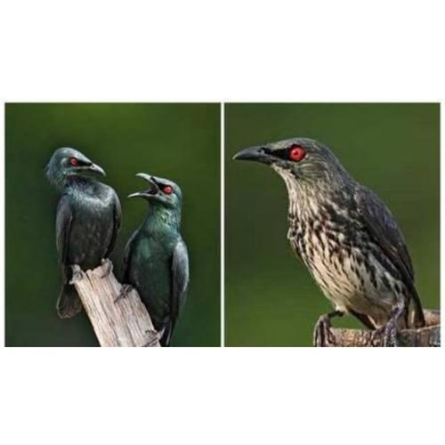 Harga Burung Cucak Keling Jual cucak Keling ( kamperling ) - Kota Bekasi - SBSGRUP | Tokopedia