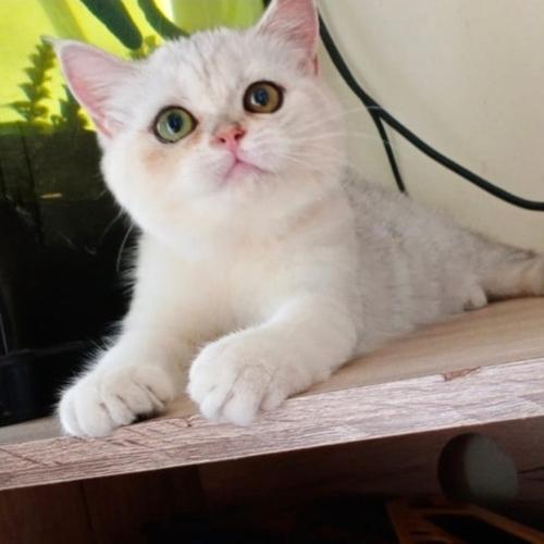Jual BSH British shorthair jantan kitten silver shaded Kota