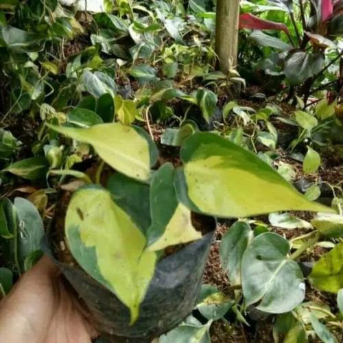 Jual bibit philo brazil philodendron brazilia variegata kuning - Kab ...