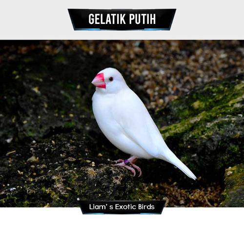 Jual Burung Gelatik Putih Satuan Jakarta Timur Liam' s Exotic