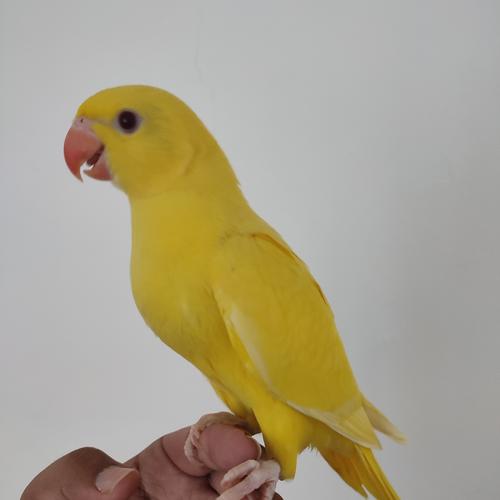Jual Burung Jinak Indian Ringneck IRN Lutino Kota Bekasi