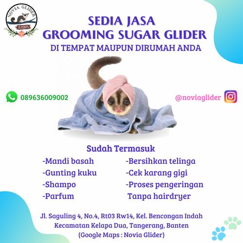 Jual Grooming sugar glider Kab. Tangerang novia glider Tokopedia