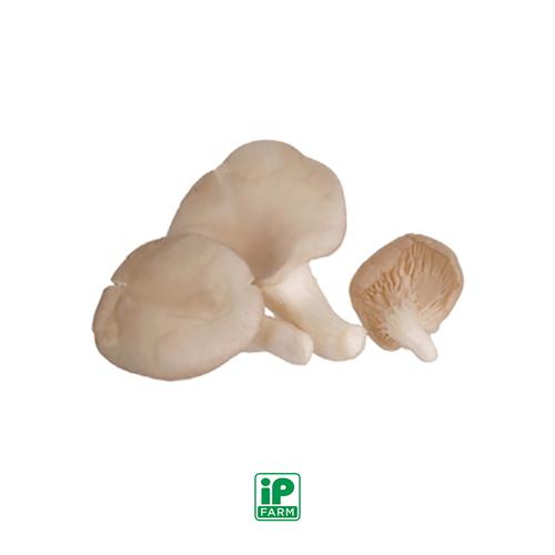 Jual Fresh Grey Oyster / Jamur Tiram Segar 100 gr Jakarta Selatan