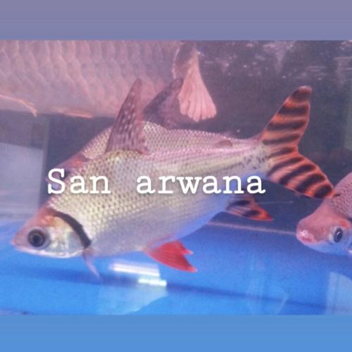 Ikan Rff Jual ikan rff red feifeng american rff - 17-18cm - Jakarta Timur - san ...