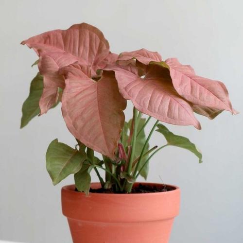 Jual tanaman syngonium neon robusta/syngonium pink - Kab. Bandung Barat -  Akar Rimbun | Tokopedia