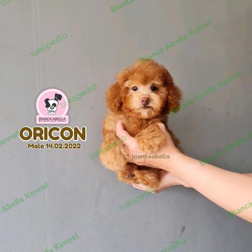 Jual Red Toy Poodle Jantan Rare Colour Tangerang Bianca
