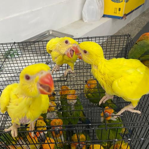 Jual Burung indian ringneck lutino mata merah super jinak Kota