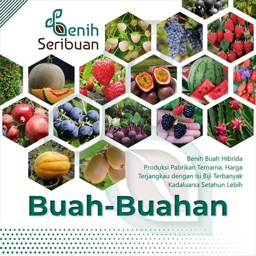 Promo Bibit Buah Buahan Hibrida Benih Tanaman Buah Unggul Strawberry
