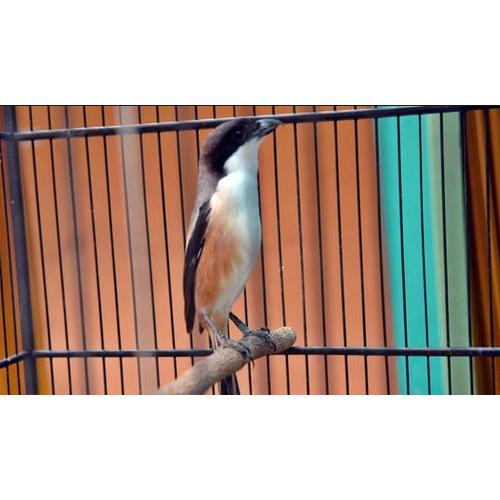 Jual BURUNG CENDET ATAU PENTET JAWA TIMUR ATAU MADURA GRADE A Jakarta Pusat TROPICAL PET