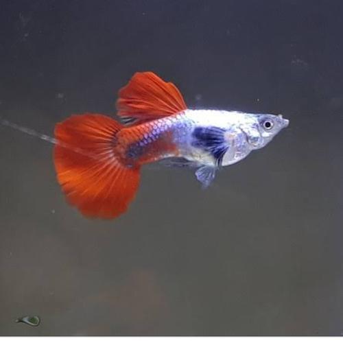 Live Breeding Pair Platinum Koi Dumbo Red Tail Guppies - 1 Male & 1 Female, High Quality, Freshwater