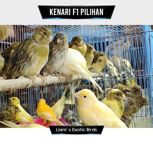 Jual Burung Kenari F1 Jantan Bahan Pilihan - Jakarta Timur - Liam' s