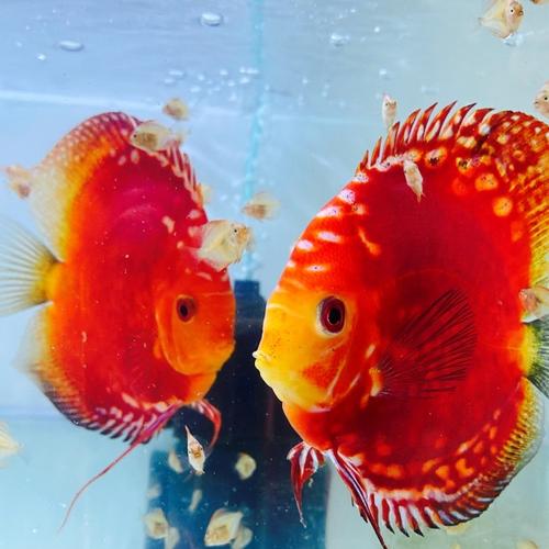 Jual Ikan Discus raflesia/Discus stardust/Diskus/Discus merah/F1/import