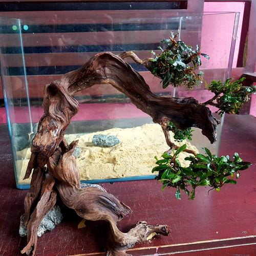 Jual Bonsai Santigi Berkarakter Pilihan Aquascape Kab. Sleman
