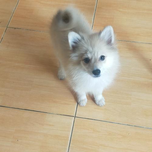 Chow Chow Pomeranian Mix Puppies Pomeranian Chow Chow Chihuahua