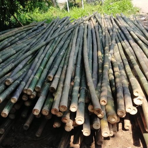 Jual bambu Kab. Bogor Distributor kayu proyek Tokopedia