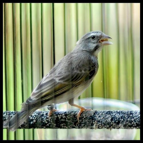 Jual Promo Burung Sanger Jantan Gacor Istimewa Fullset Harga Special - Jakarta Timur - resti9 store | Tokopedia