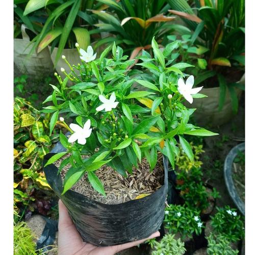 Bunga Rombusa Mini Promo tanaman hias rombusa mini hijau - Jakarta Utara - GALLERY WONG ...