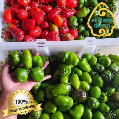 Jual Cabe Gendot / Cabe / Cabe Dieng / Cabe Gendut / Cabai / Habanero ...