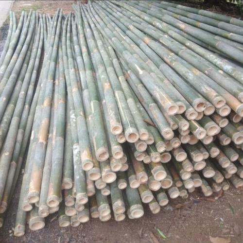 Jual Bambu Purwakarta Untuk Bangunan/ Antena/ Steger Sedang Dan Besar ...
