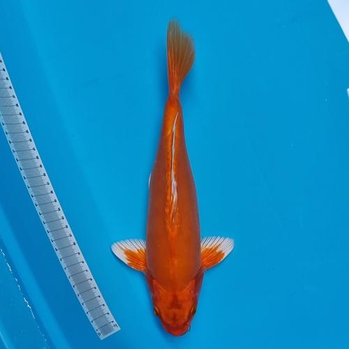 Bobosi bilan jinsiy aloqada bolgan nevara (porno)