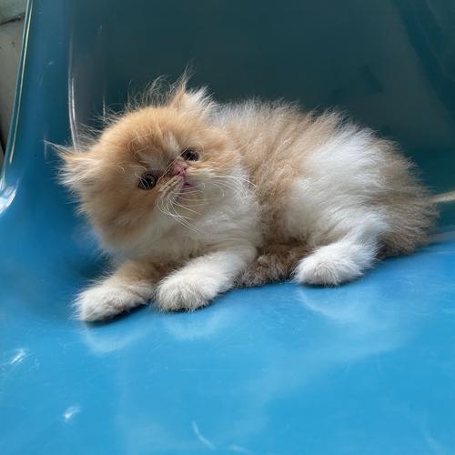 Jual kucing persia peaknose Kota Palembang Dna Cathouse