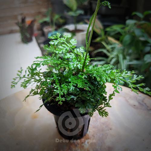 Gambar Bolbitis Heteroclita "difformis" / terrarium paludarium vivarium dari Debu dan Angin Aquascape Kota Tangerang Selatan Tokopedia