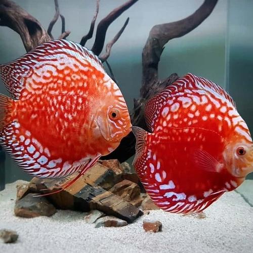 Jual discus stardust / discus pigeon stardust / ikan discus - 3 inch