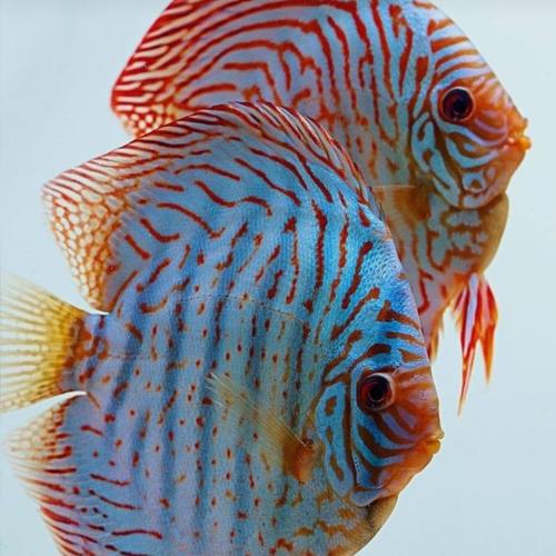 Jual discus tiger / tiger discus / discus fish / tiger mozaik 3 inch