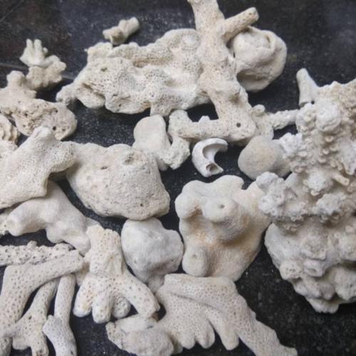 Jual batu karang jahe media filter dan menaikan PH air aquarium/ kolam
