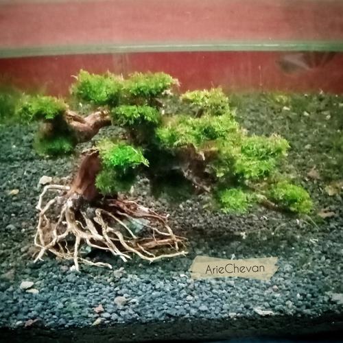 Jual pohon bonsai doyong SUPER MINI untuk aquascape aquarium size 15X10 Kota Tangerang Selatan