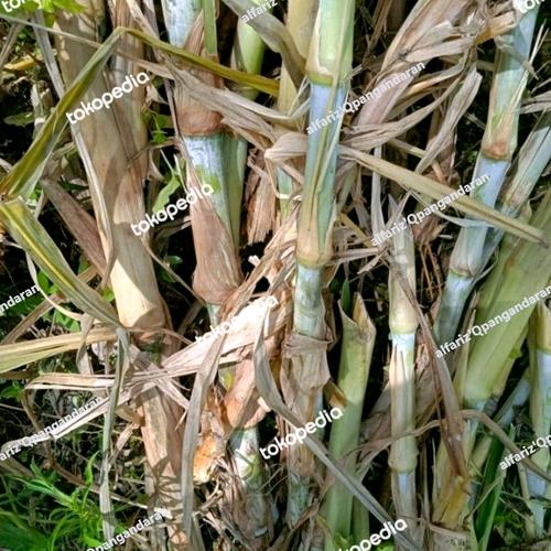 Jual bibit rumput odot rumput gajah pakan sapi unggul / pcs - Kab ...