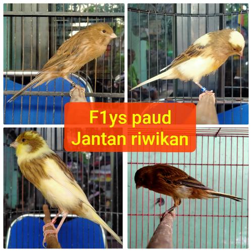 Jual Kenari f1ys paud jantan riwikan - Jakarta Timur - Syakira's Outfir | Tokopedia