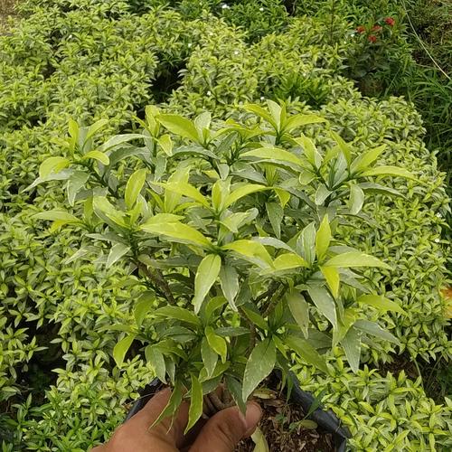 Bunga Rombusa Mini Jual Tanaman Hias Taman Bunga Rombusa Mini - Sabrina Mini Hijau - Hijau ...
