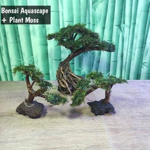 Jual Bonsai aquascape gratis daun Moss Aquarium S Kota Tegal AIN