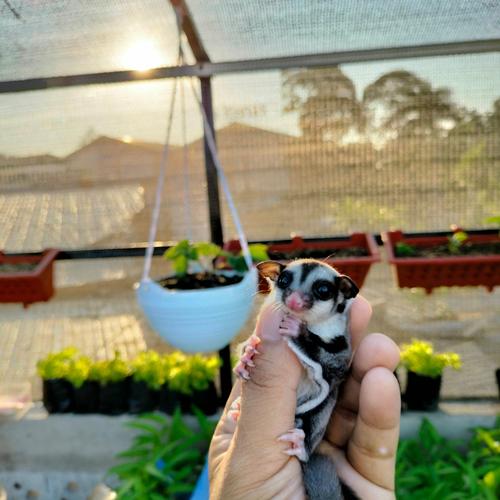 Jual Sugar Glider Classic Grey Kota Bandung Auchik Tokopedia