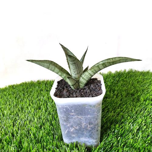 Jual Sansevieria Agatha // lidah mertua // Tanaman hias - Kota Surabaya ...