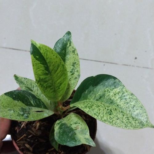 Jual bunga hias ficus shivereana - Kota Batam - novla garden | Tokopedia