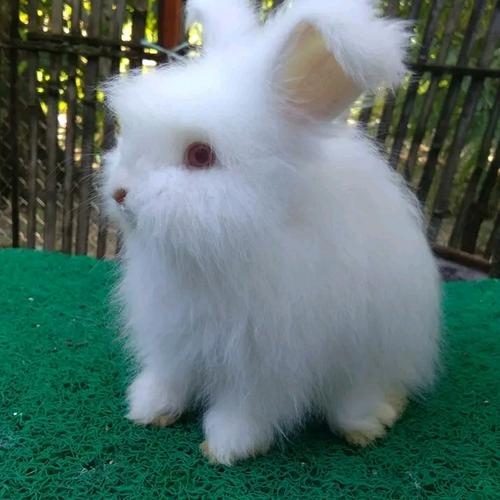 Jual kelinci english anggora - Kab. Bogor - pace rabbit | Tokopedia