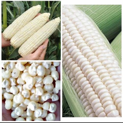 Jagung Putih Ketan Unggulan