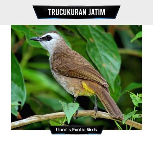 Jual Burung Trucukan Trucuk Jatim Body Big Bahan Rawatan - Jakarta Timur - Liam' s Exotic Birds | Tokopedia