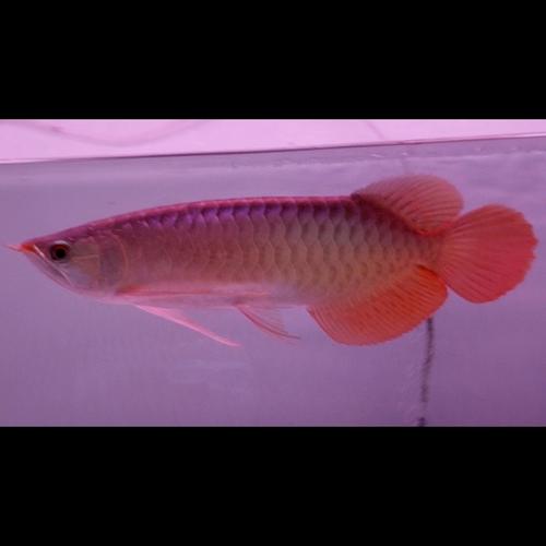 Jual ikan arwana super red spesial - Jakarta Barat - Rahayu Predator