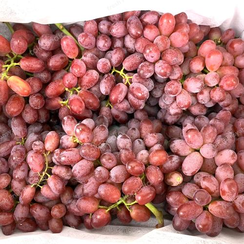 Jual Anggur red globe curah RRC/DUS - Jakarta Barat - fresh Fruit ...